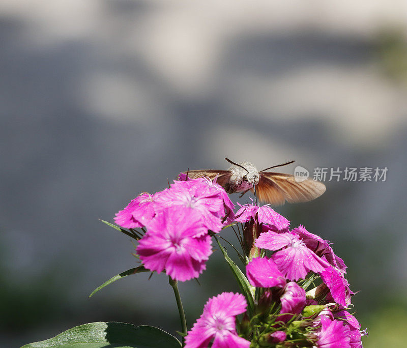 飞行中的蜂鸟鹰蛾(Macroglossum stellatarum